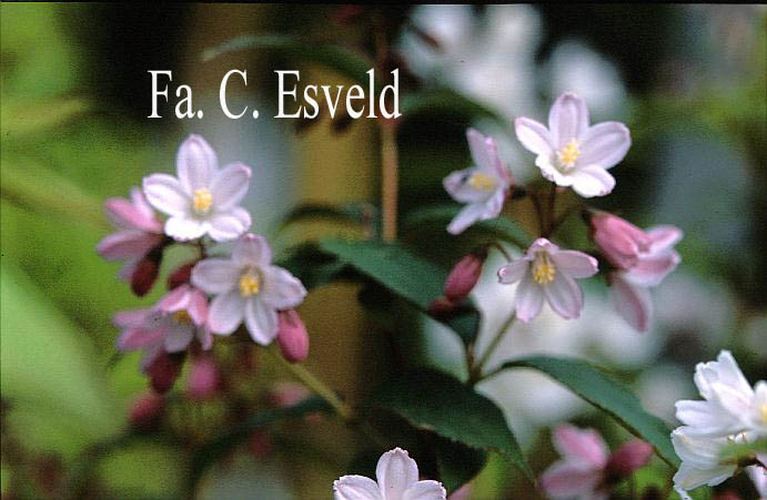 Deutzia maliflora 'Boule Rose'