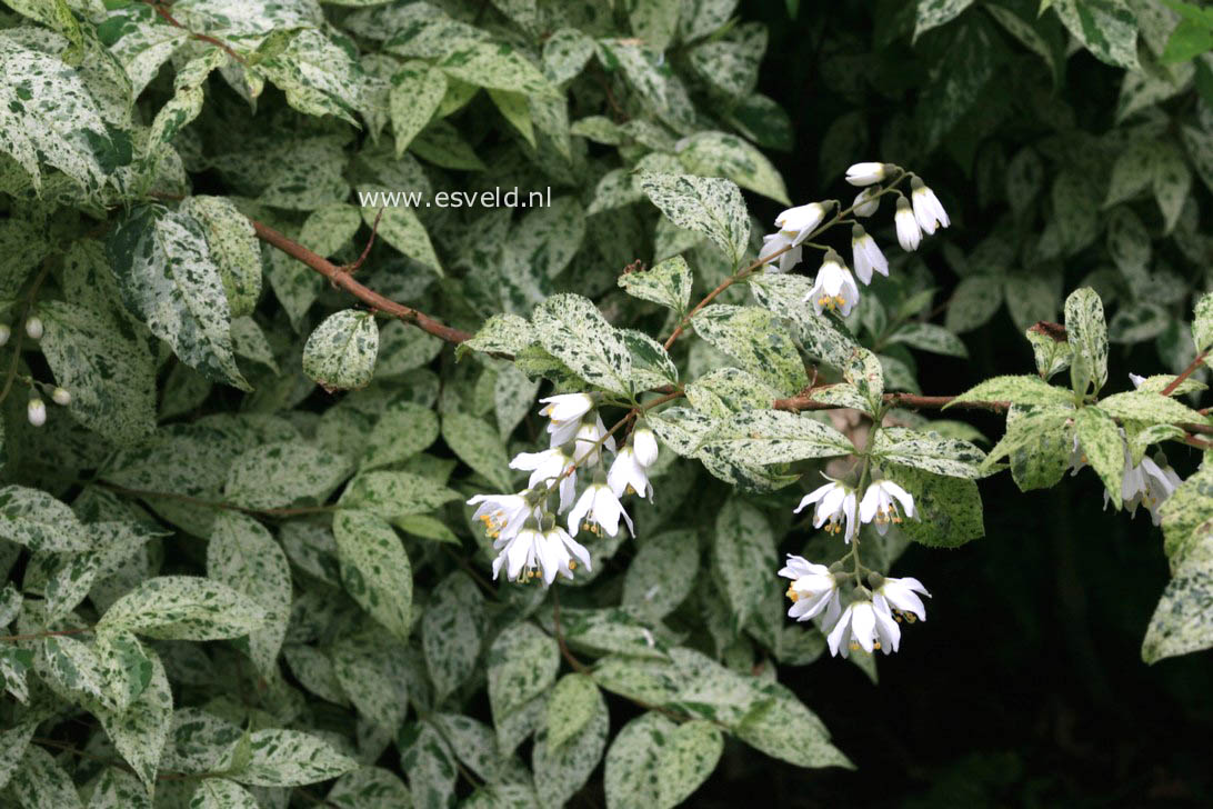 Deutzia scabra 'Punctata'