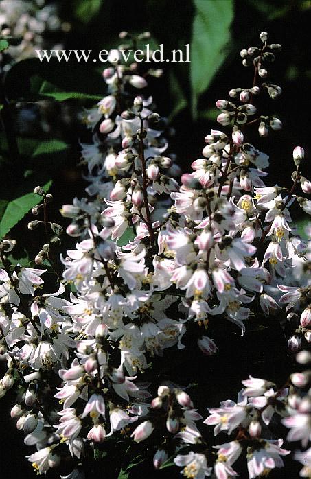 Deutzia scabra 'Robert Fortune'