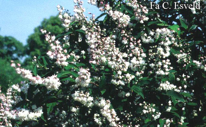 Deutzia schneideriana laxiflora