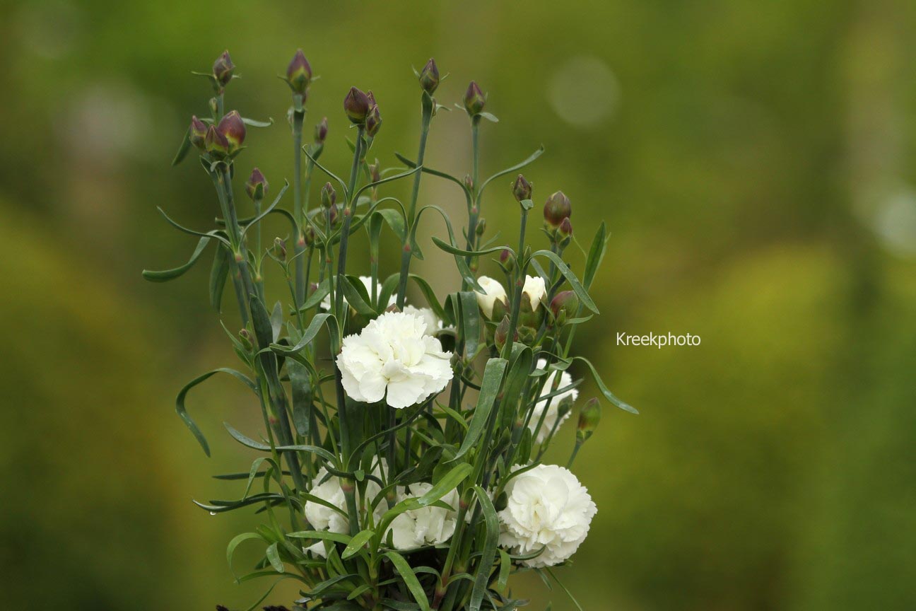 Dianthus (SUNFLOR)