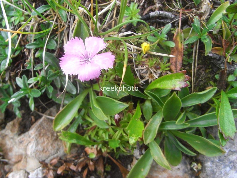 Dianthus alpinus