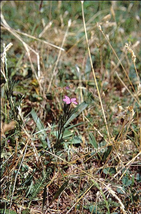 Dianthus armeria