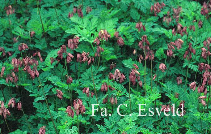Dicentra formosa 'Bountiful'