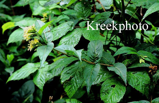 Diervilla sessilifolia