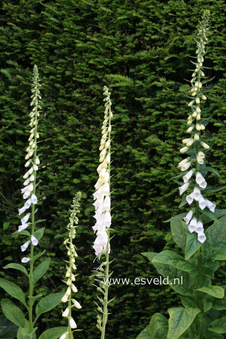 Digitalis purpurea 'Alba'