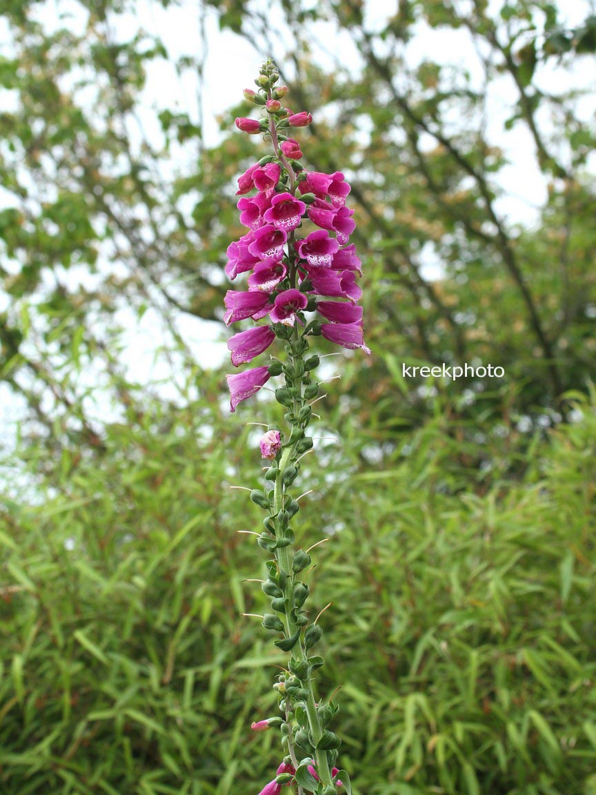 Digitalis purpurea 'Dalmatian Purple'