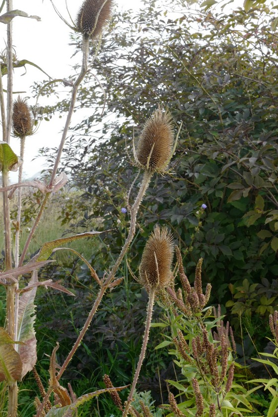 Dipsacus fullonum