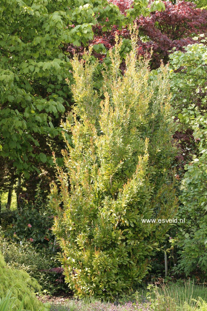 Distylium racemosum 'Ed's Upright'