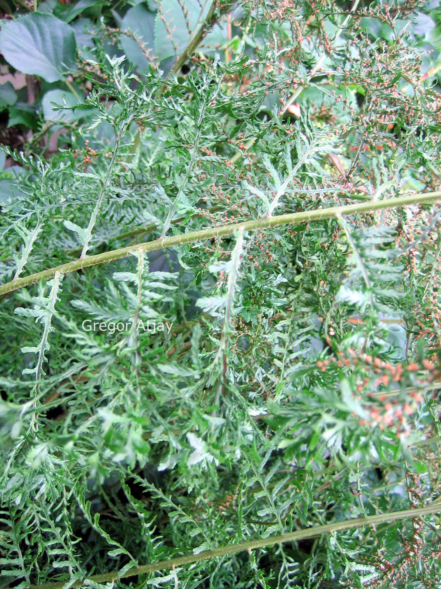 Dryopteris affinis 'Cristata'