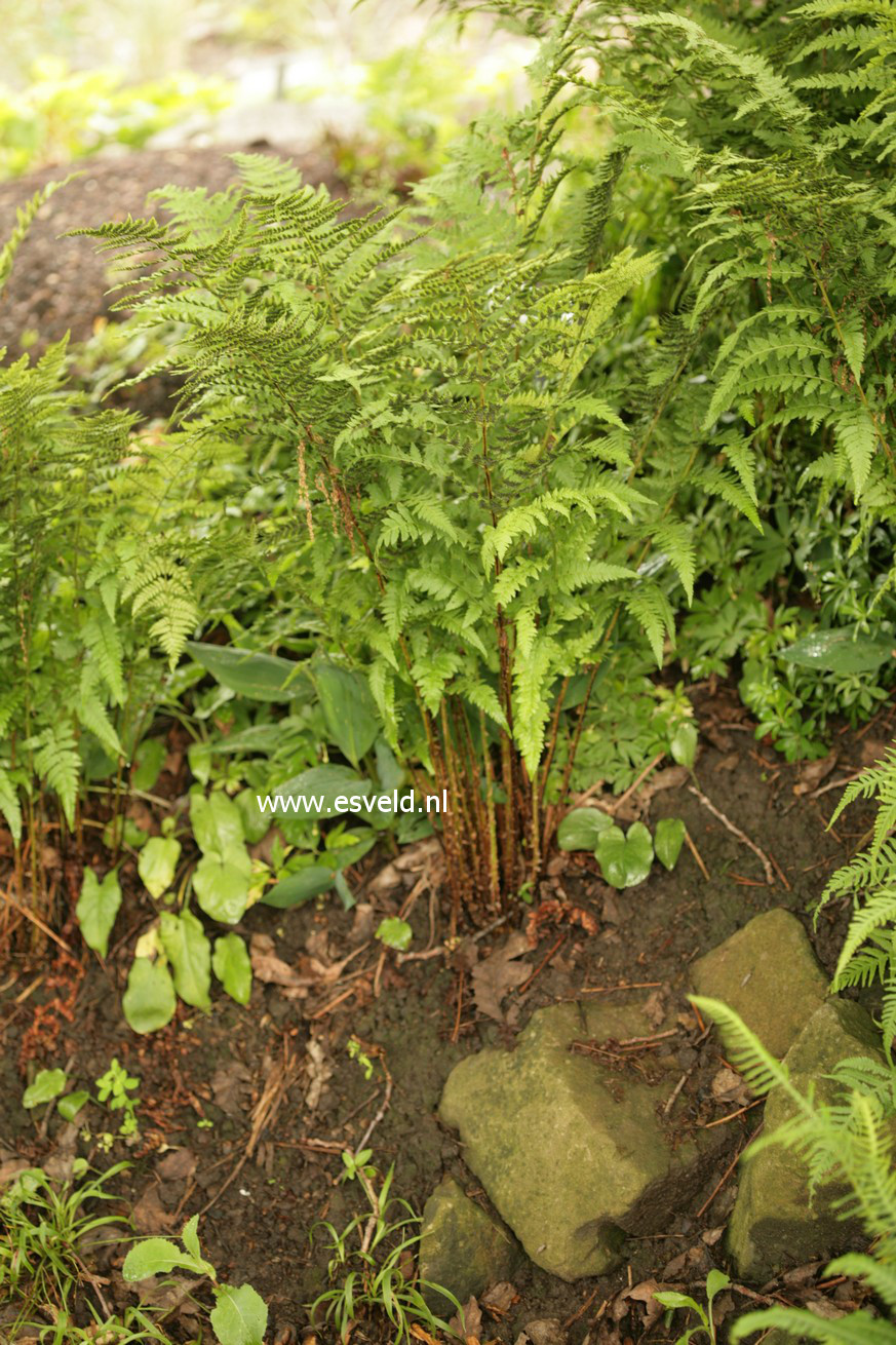 Dryopteris carthusiana