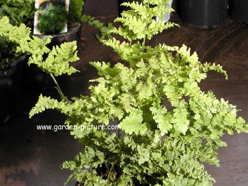 Dryopteris dilatata 'Crispa Whiteside'