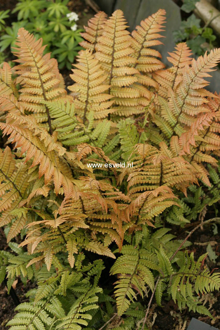 Dryopteris lepidopoda