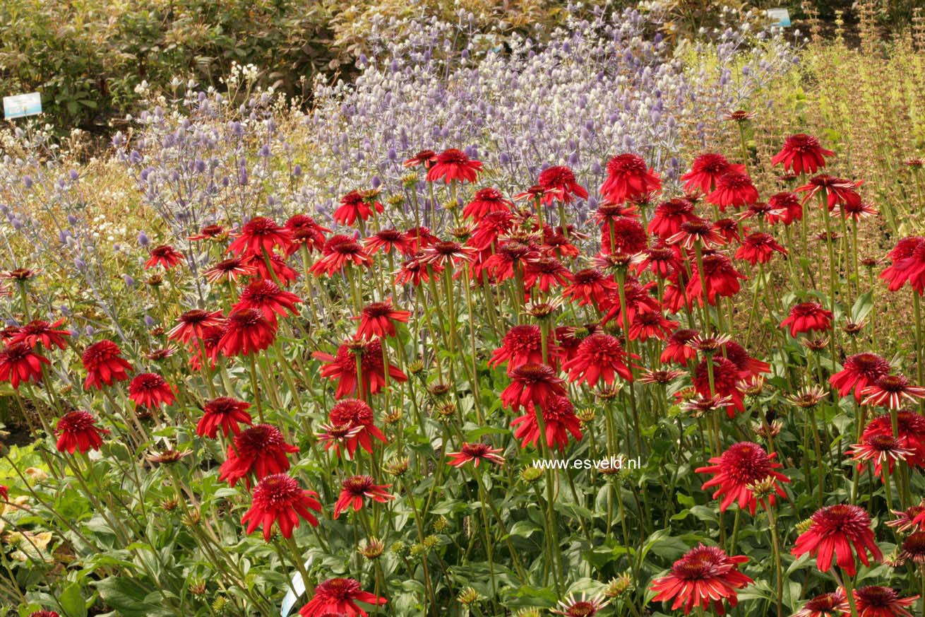 Echinacea purpurea 'Eccentric'