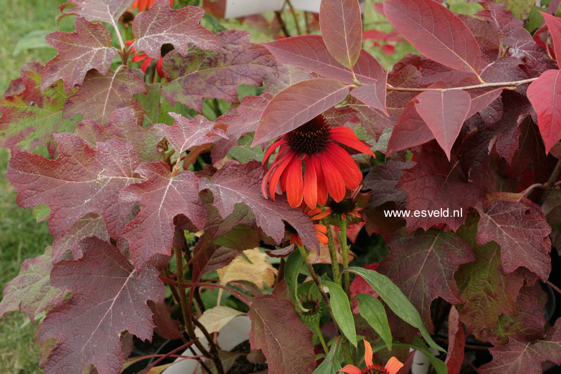 Echinacea purpurea 'Julia'