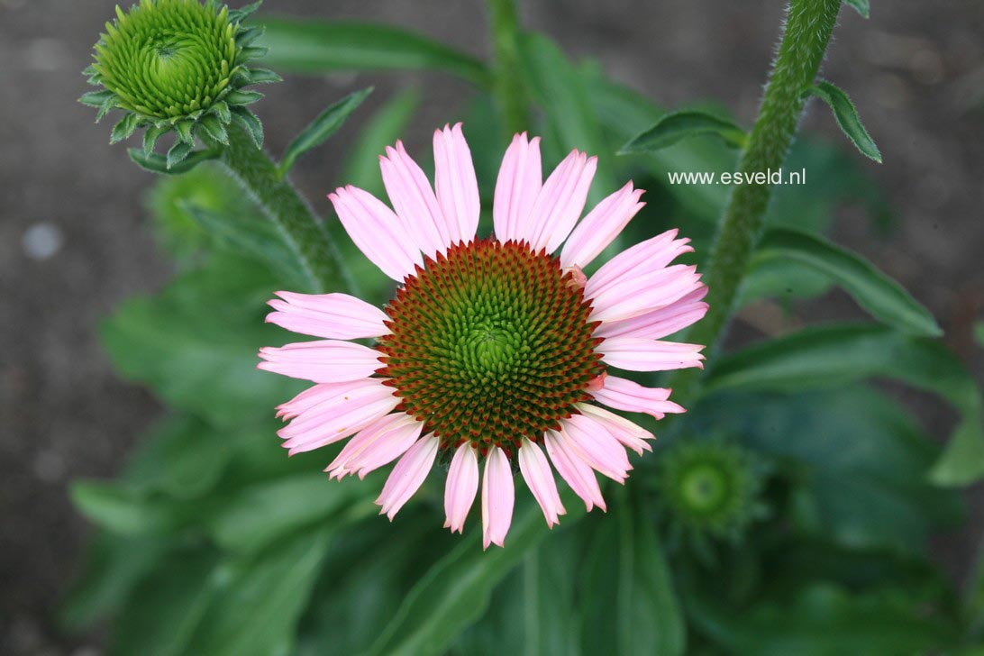 Echinacea purpurea 'Meditation'