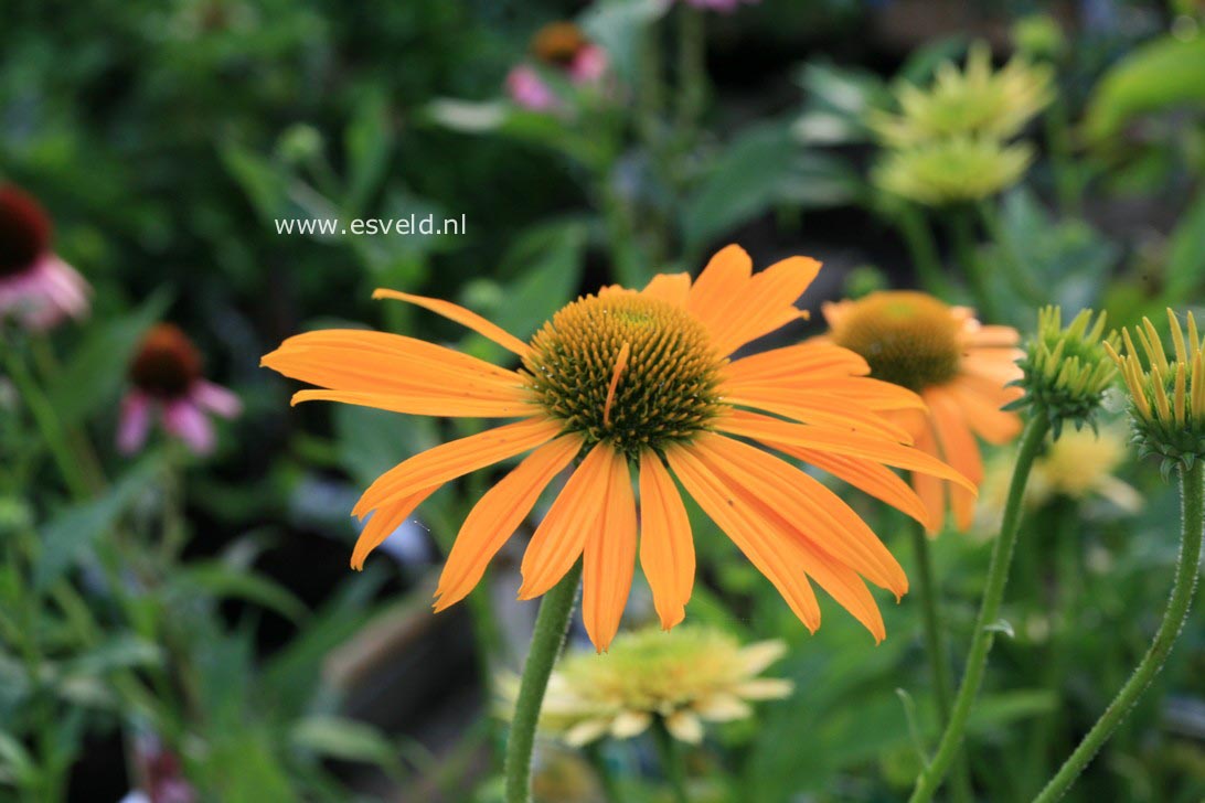 Echinacea purpurea 'Now Cheesier'