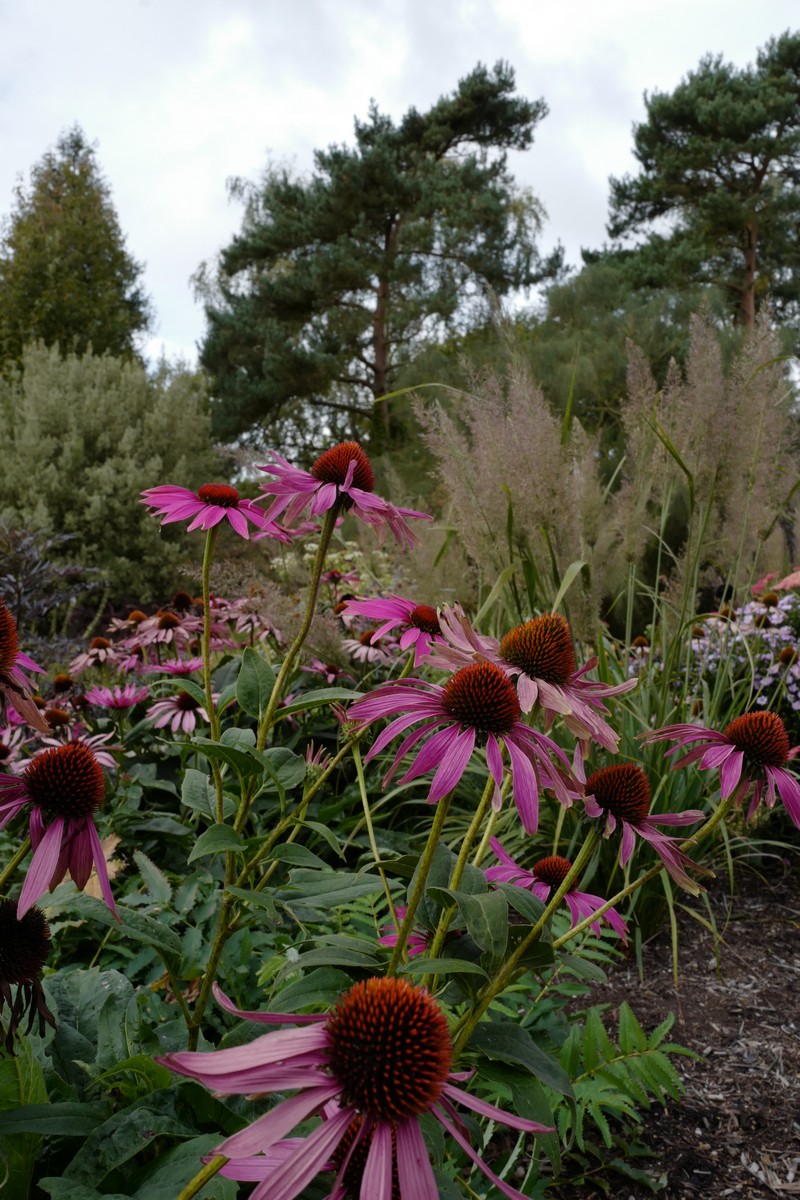 Echinacea purpurea 'Rubinstern'