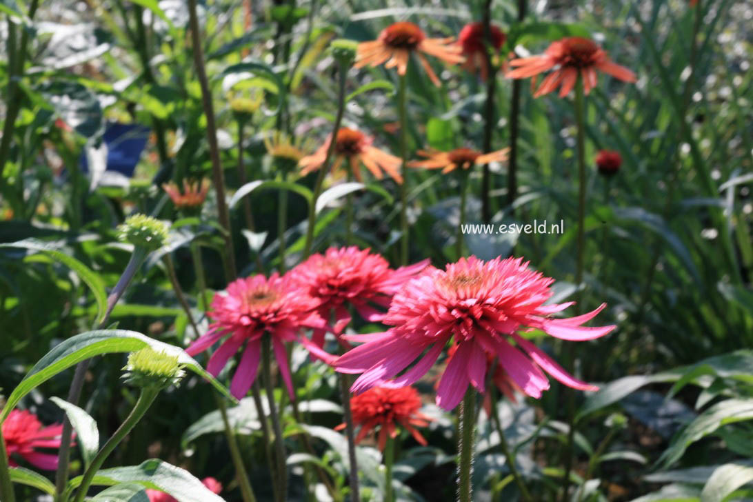 Echinacea purpurea 'Southern Belle'