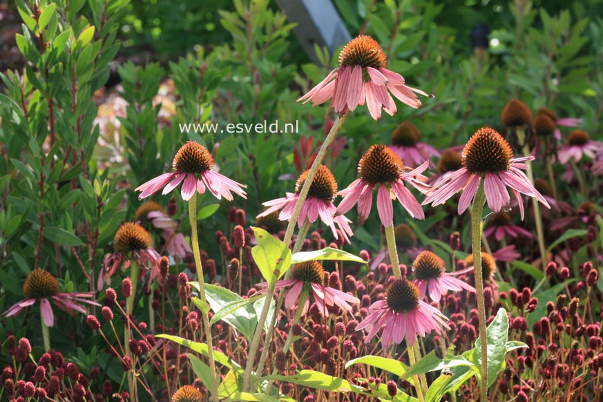 Echinacea purpurea 'Summer Cocktail'