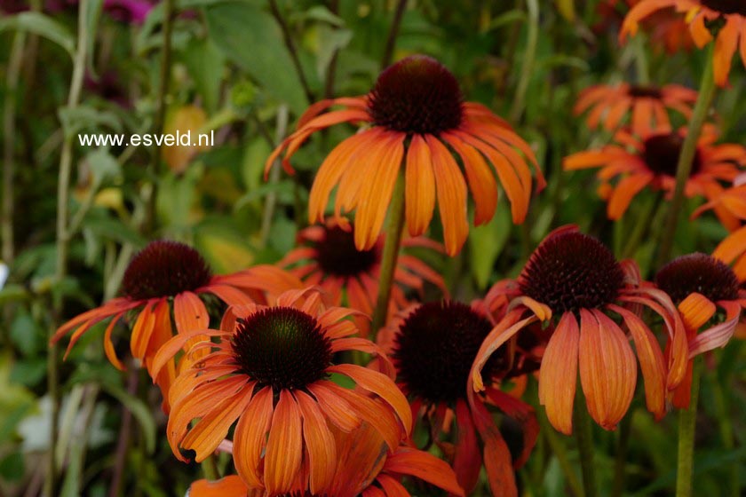 Echinacea purpurea 'Tangerine Dream'