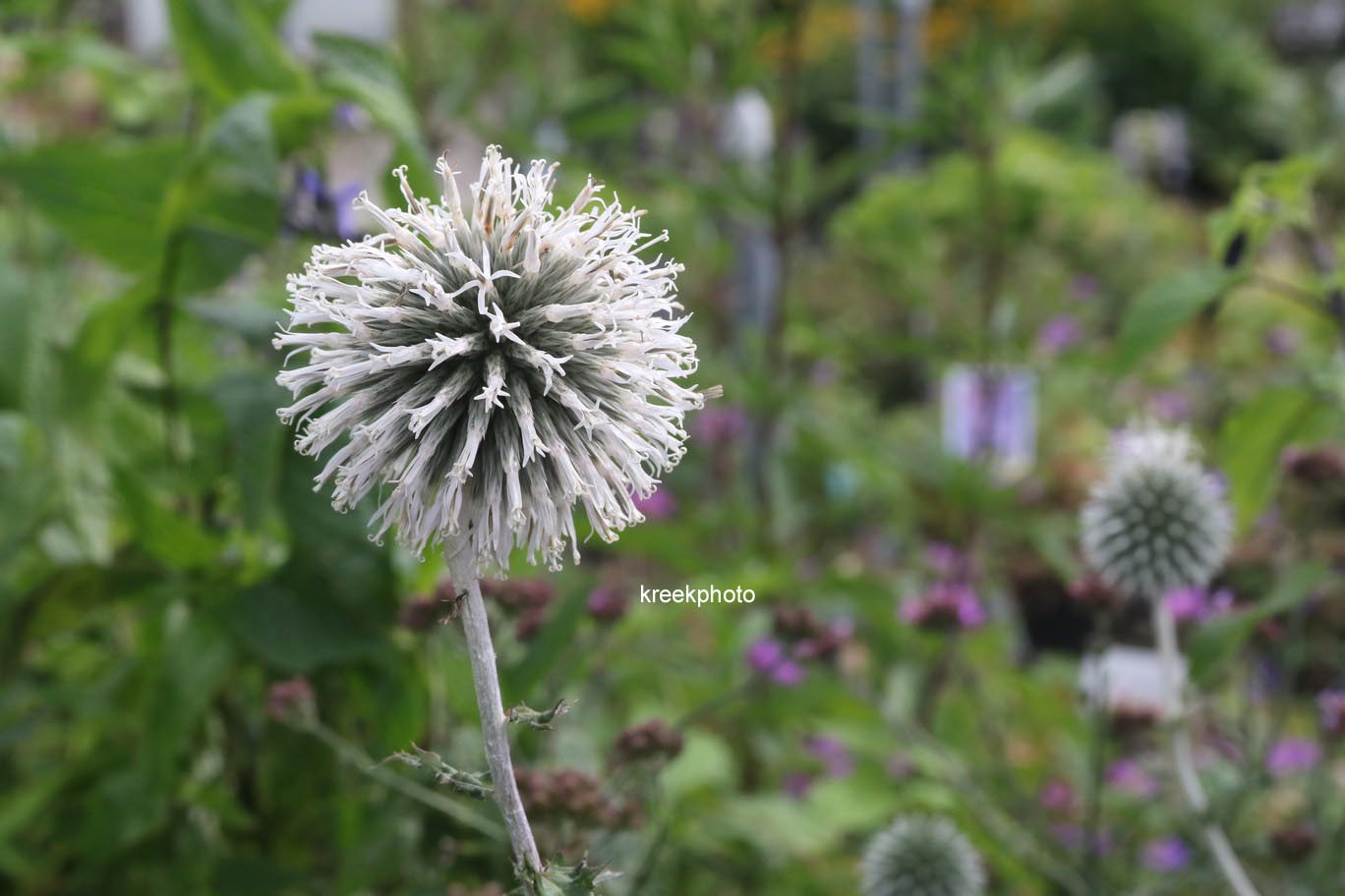 Echinops bannaticus 'Star Frost'