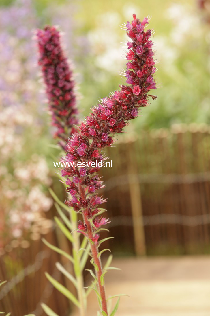 Echium russicum