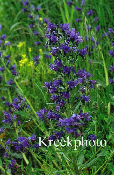 Echium vulgare