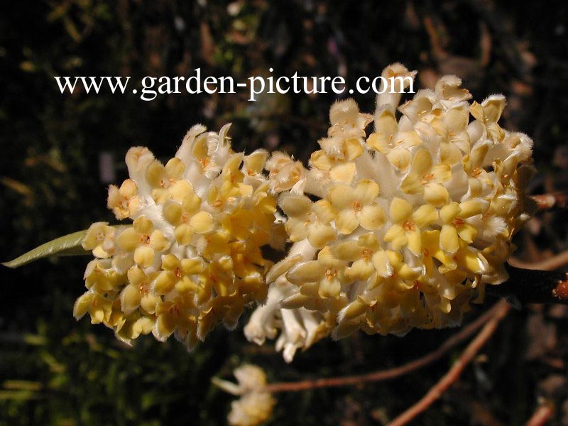 Edgeworthia chrysantha 'Grandiflora'