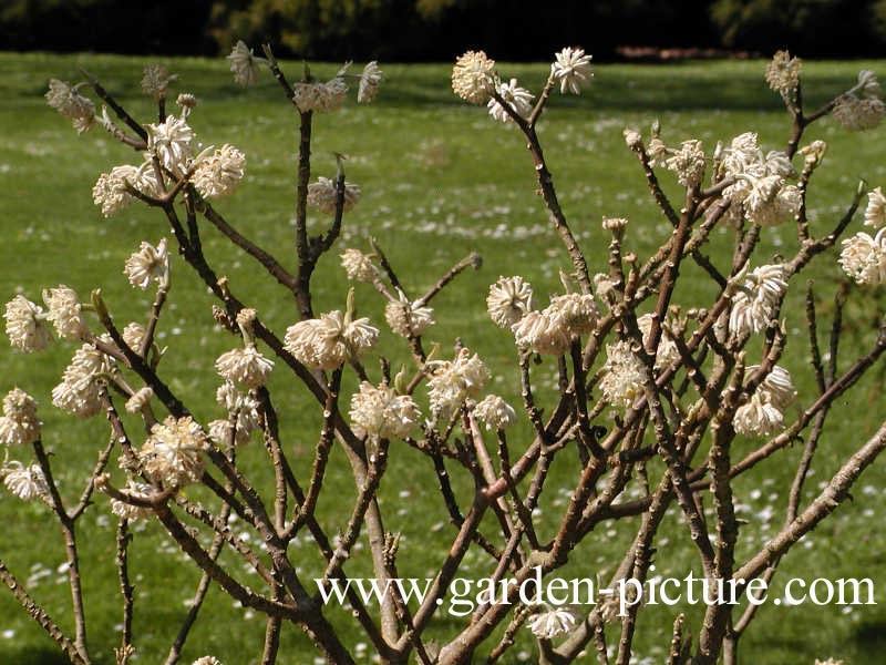 Edgeworthia chrysantha