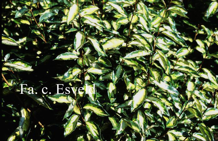 Elaeagnus ebbingei 'Lemon Ice'