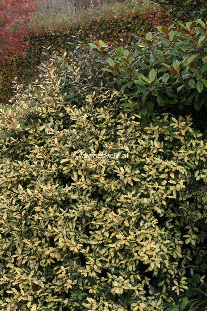 Elaeagnus pungens 'Frederici'