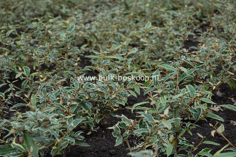 Elaeagnus pungens 'Hosuba fukurin'