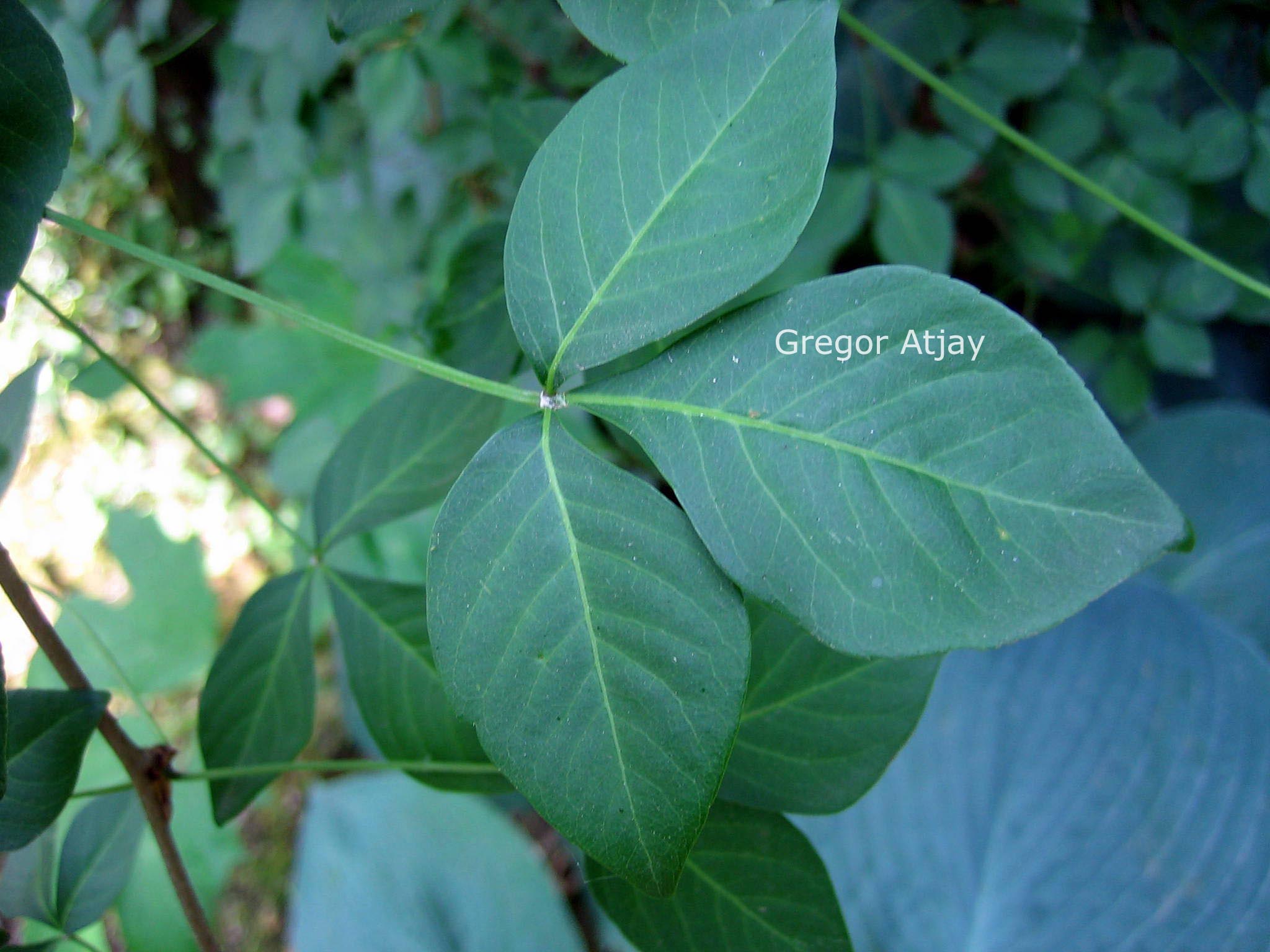 Eleutherococcus wardii