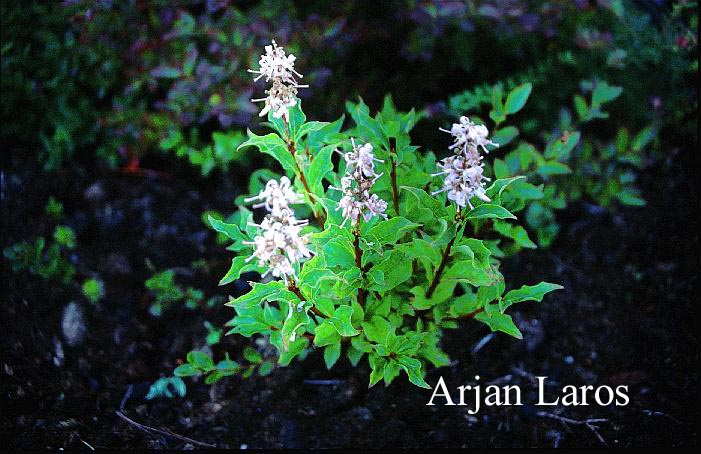 Elliottia paniculata