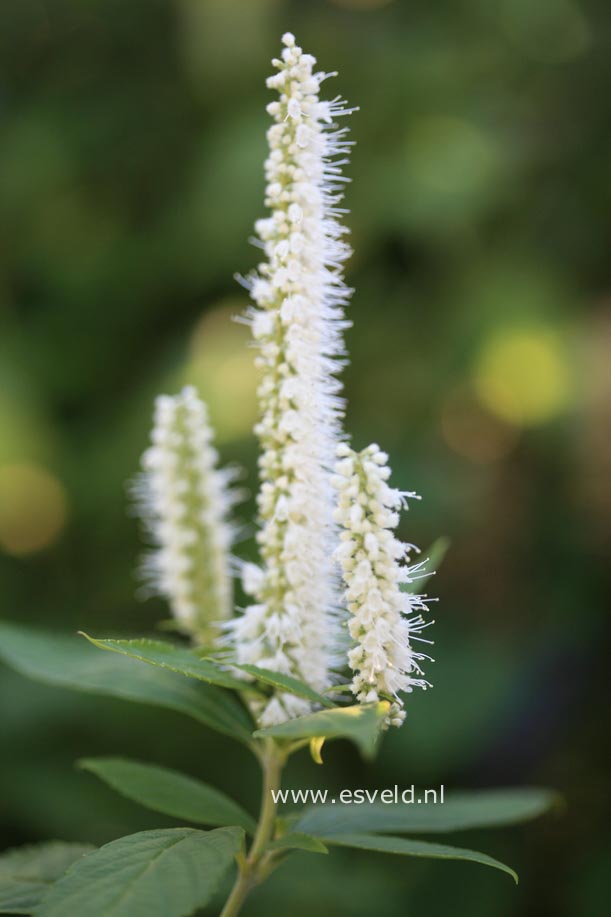 Elsholtzia stauntonii 'Alba'