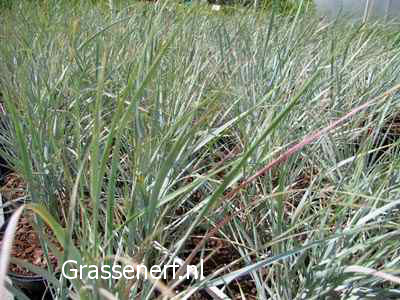 Elymus magellanicus
