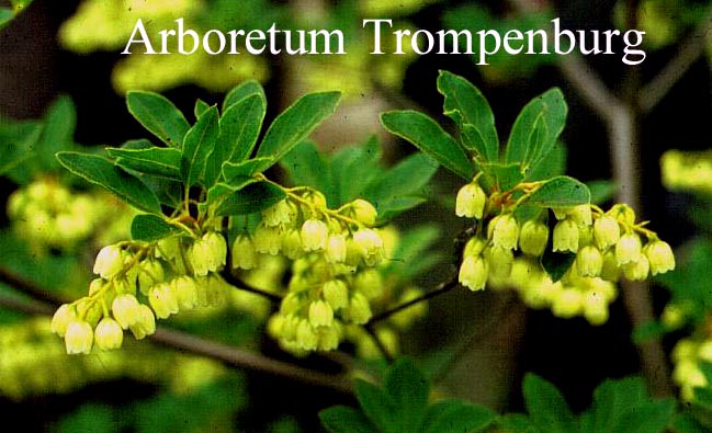 Enkianthus campanulatus 'Albiflorus'