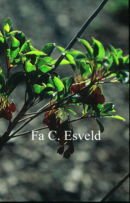 Enkianthus campanulatus 'Hollandia'