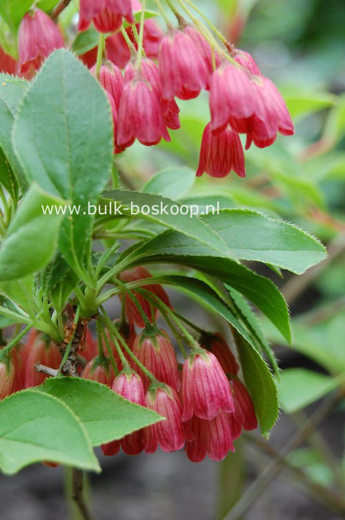 Enkianthus campanulatus 'Miyama beni'