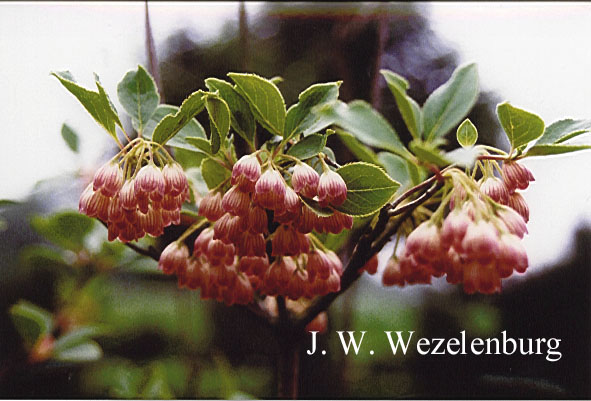 Enkianthus campanulatus 'Pagode'
