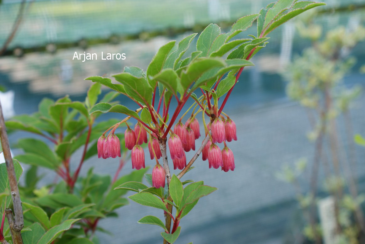 Enkianthus campanulatus 'Ruby Glow'