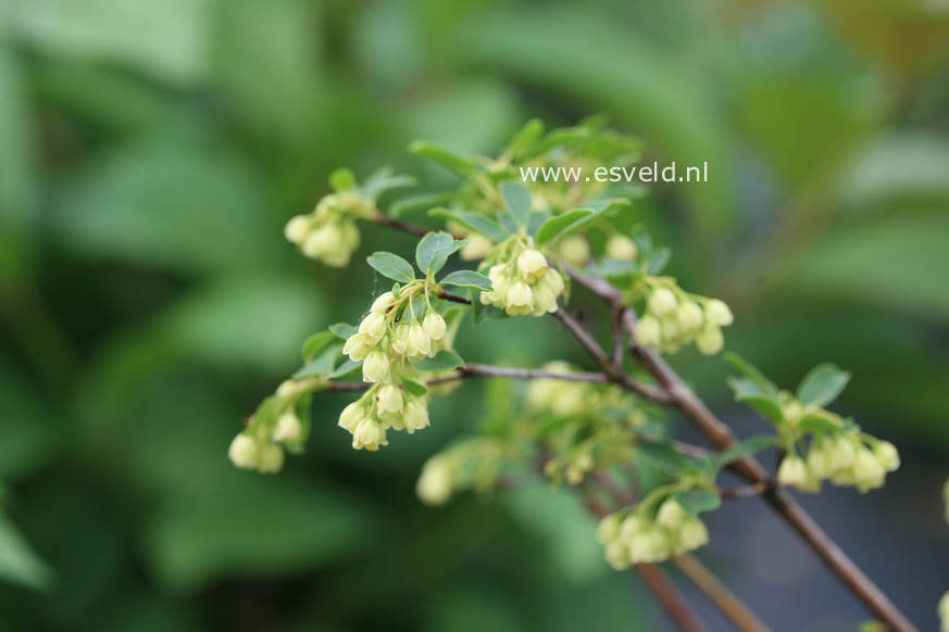 Enkianthus campanulatus 'Sinsetu'