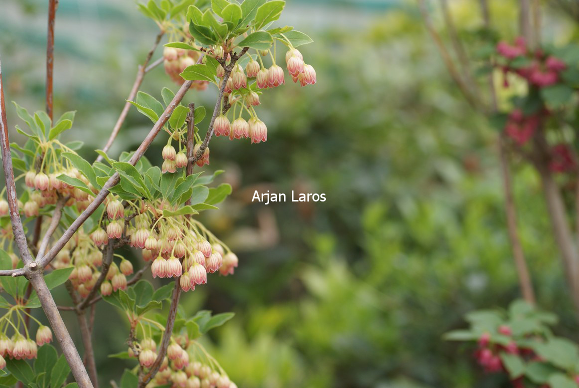 Enkianthus campanulatus paniculatus