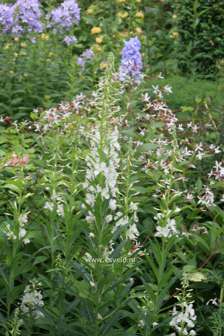 Epilobium angustifolium 'Album'