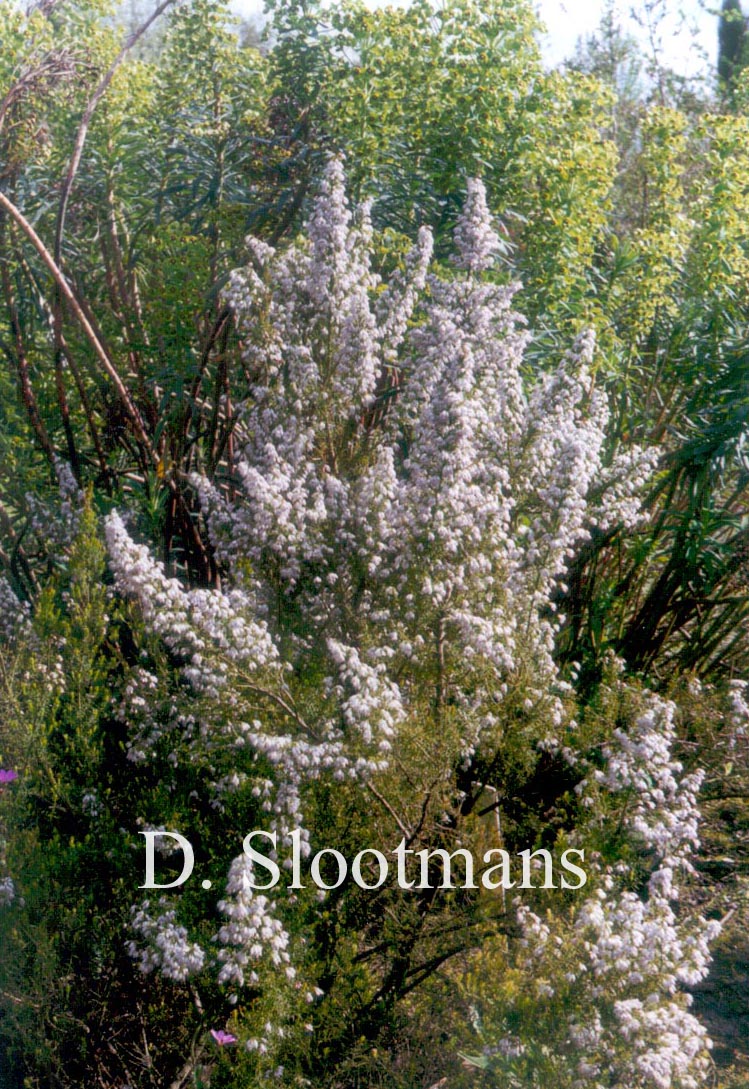 Erica arborea
