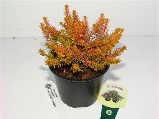 Erica carnea 'Foxhollow'