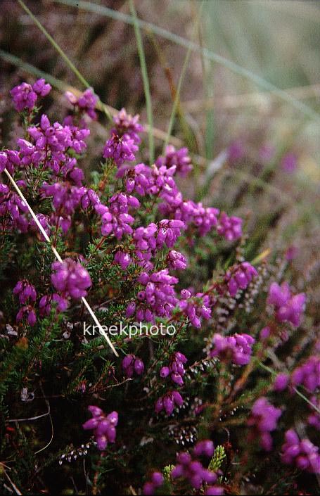 Erica cinerea