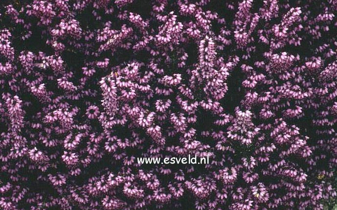 Erica darleyensis 'Furzey'