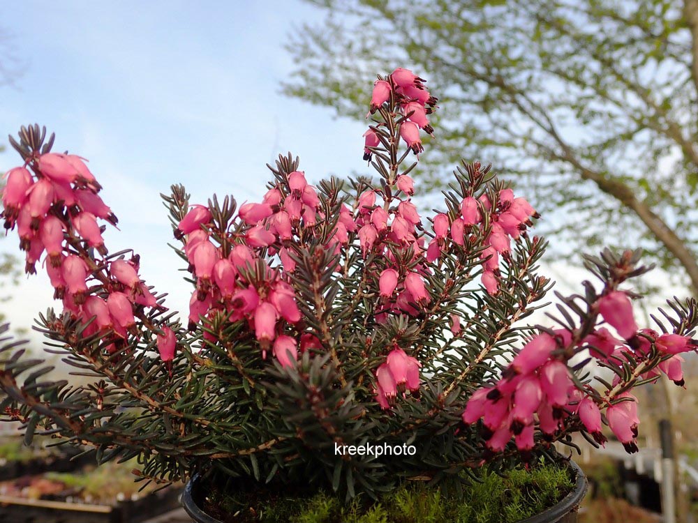 Erica darleyensis